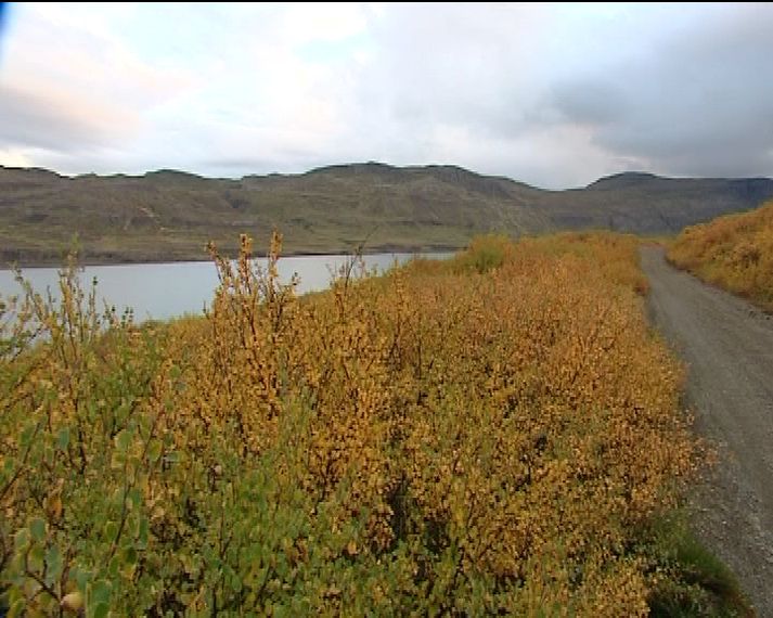 Úr Teigsskógi við Þorskafjörð. Til hægri má sjá malarslóða sem liggur um skóginn.