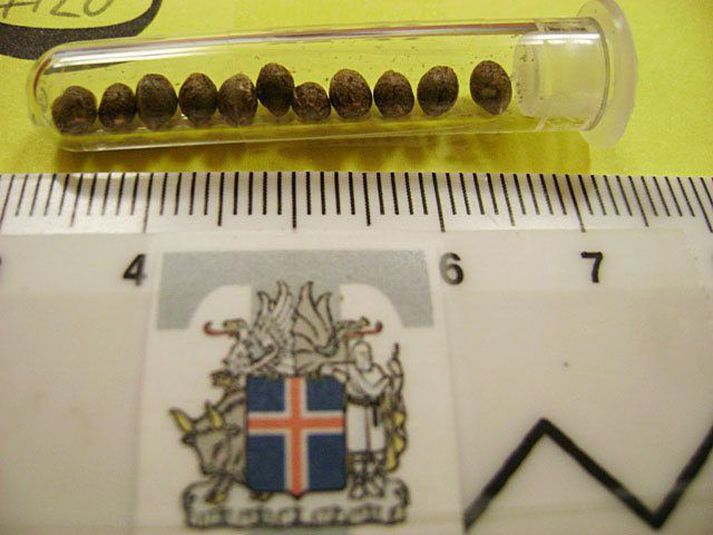 Aldrei meira magn tekið af kannabisfræjum.