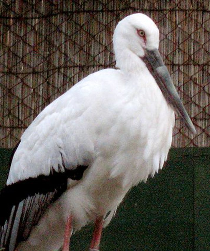 Storkurinn Taisa. Plastgoggurinn var festur á með tannlími.