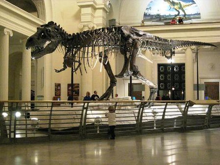 Sue er stærsta eintak af T-Rex sem vitað er um.