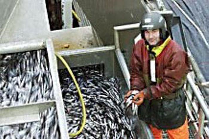Eins og stendur eru veiðar úr stofninum stjórnlausar og langt umfram ráðleggingar fiskifræðinga. 