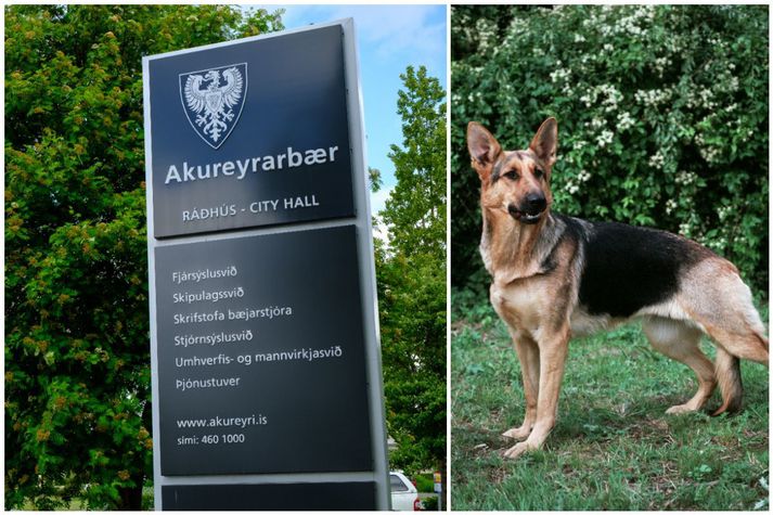 Halldóra segir hundinn líkjast þýskum fjárhundi.