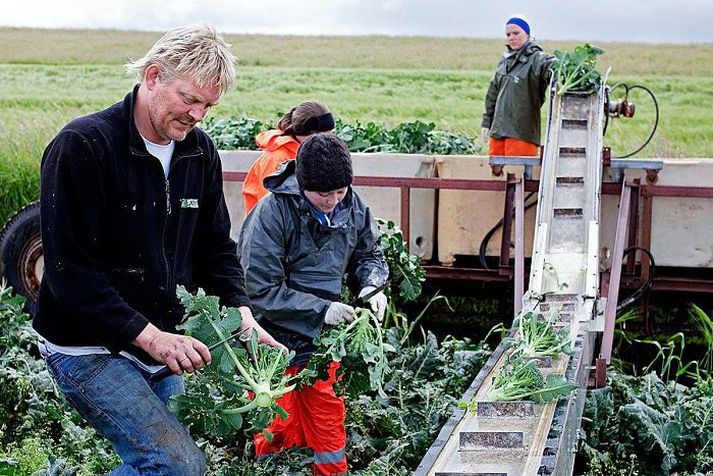 Friðrik á fullu við uppskeruna sem er sein á ferðinni í ár. Annar garðyrkjubóndi hefur áhyggjur af því að mikil vinna verði eftir enn þegar skólakrakkarnir hverfa að skruddum sínum.