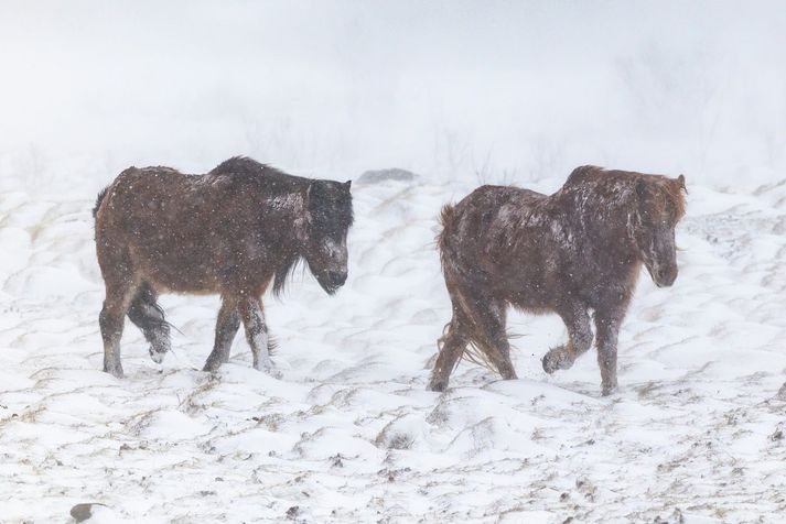 Frost verður á bilinu núll til tólf stig, hlýjast syðst en kaldast í innsveitum norðaustanlands.