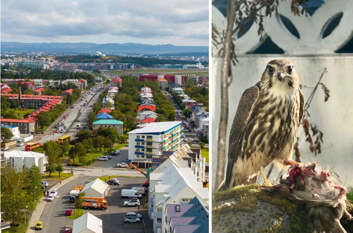 Fréttamaðurinn segist aldrei hafa séð annað eins.