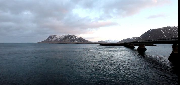 Súlurnar stungu sér utan við brúnna í Kolgrafarfirði. Mikið líf er í firðinum.