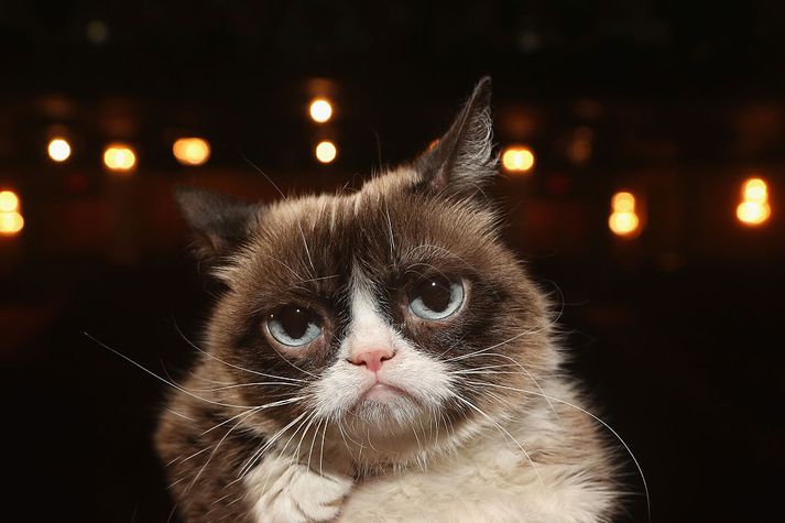 Grumpy cat, netgoðsögnin, drapst á þriðjudag eftir að hafa gengist undir aðgerð.