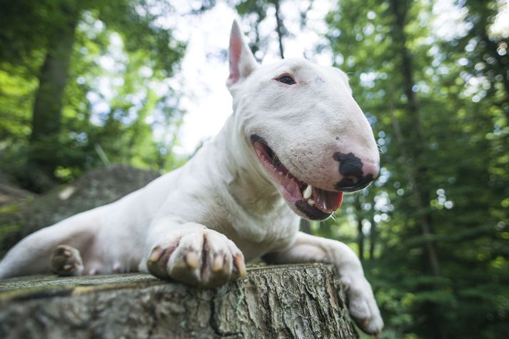 Árásarhundurinn var enskur bull terrier.