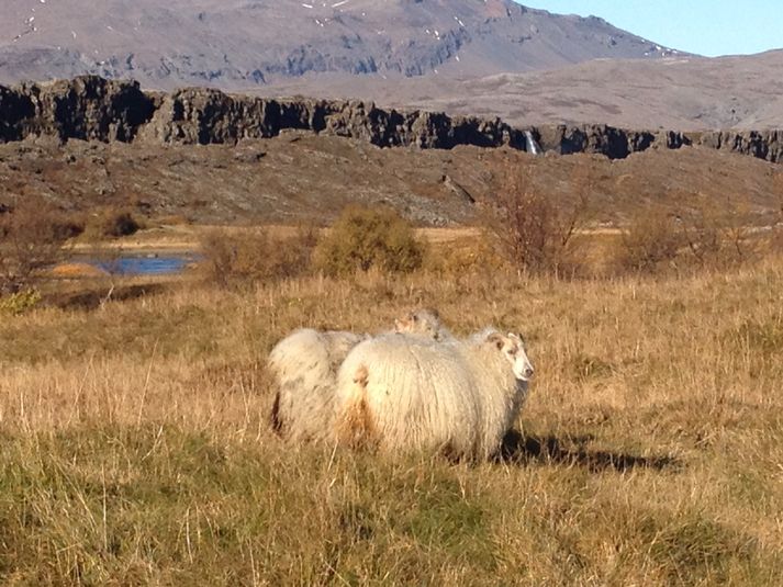 Ær með lamb á Þingvöllum í dag. Almannagjá og Öxarárfoss í baksýn.