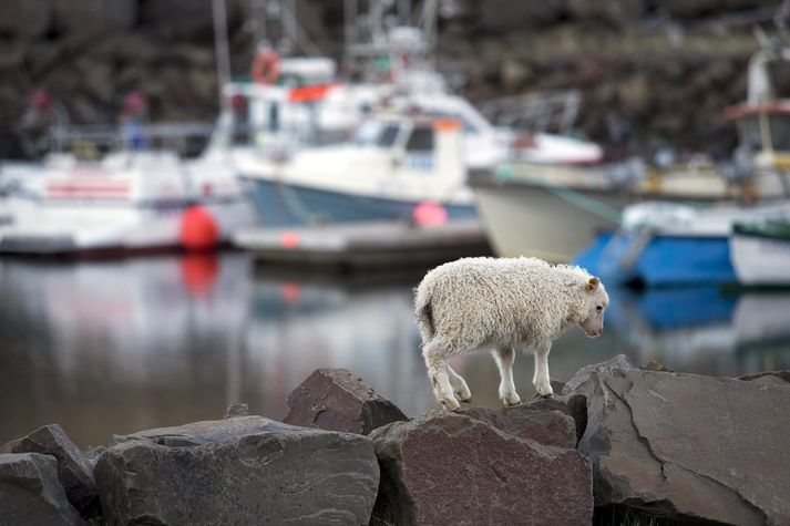 Við höfnina í Norðurfirði í Árneshreppi á Ströndum. 