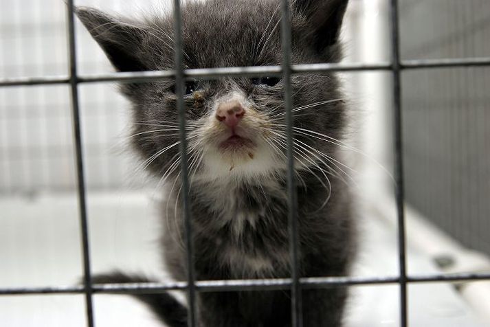 Útigangskettir lifa við harðan kost. Þeir eru hungraðir, kaldir og oft veikir. Fréttablaðið/stefán