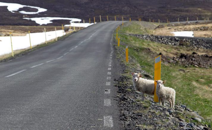 Lömd ærinnar eru nú móðurlaus.