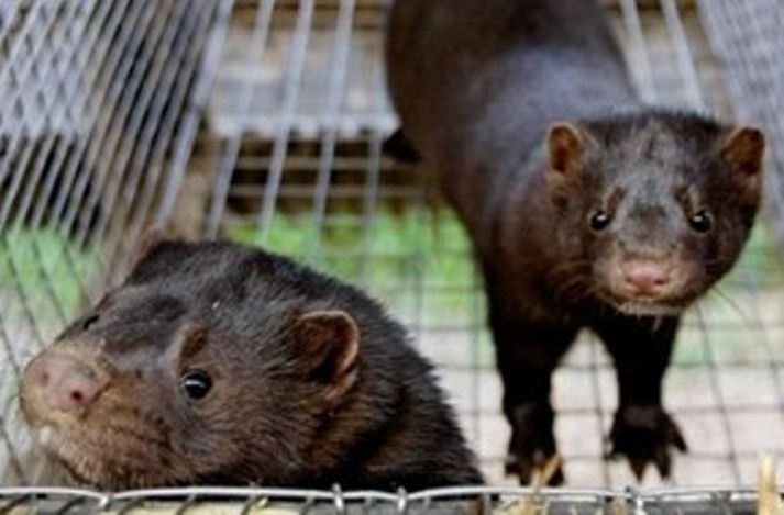 Danir telja veiruna að mörgu leyti líka svínaflensuveirunni. Mynd/ AFP.