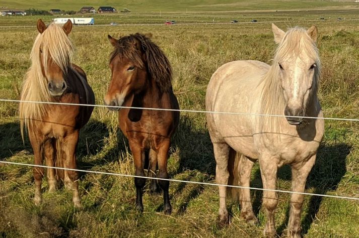 „Mamma hennar er meri sem Snær hitti rétt eftir að hún eignaðist folaldið sitt og hann tók ástfóstri við þær mæðgur," segir Valgerður. 