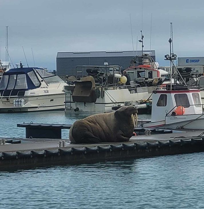 Ekki liggur fyrir hvort um sé að ræða Þór sem slakar nú á á smábátabryggjunni á Sauðárkróki.