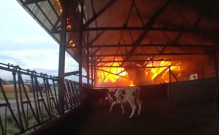 Eldur logaði í hlöðunni en lögreglumanninum tókst að bjarga öllum kúnum sem voru fastar.