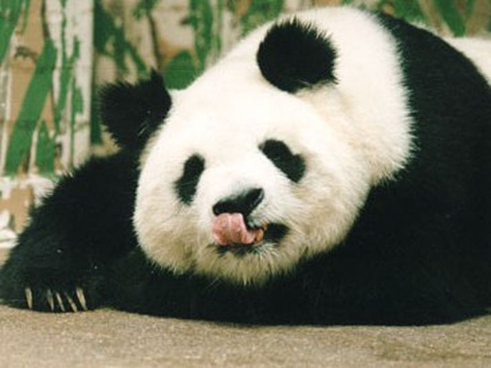 Ming Ming ullar á ljósmyndara