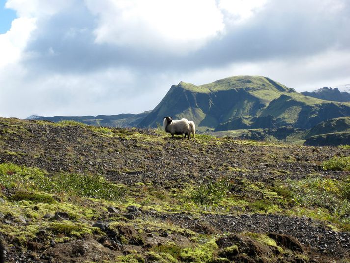 Sauðfé á beit í Almenningum