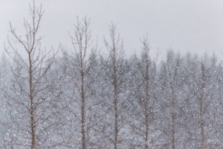 Vetur konungur er ríkjandi í veðrinu þessa dagana.