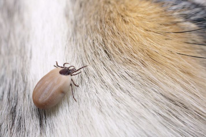 Ráðlegt er að hafa allan varann á þegar kemur að mítlum.