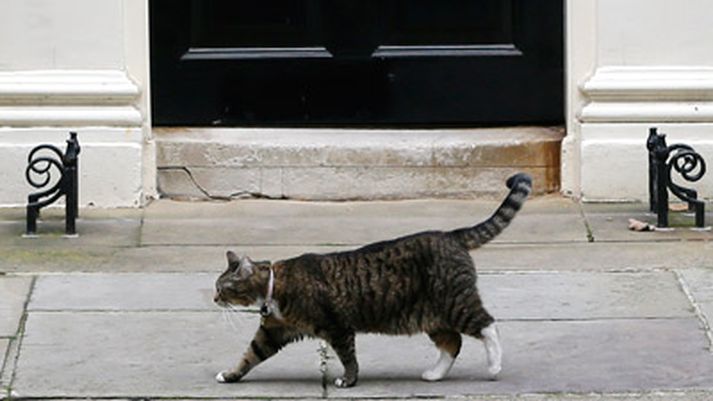 Kötturinn Freyja þarna á vappi fyrir framan Downingsstræti 11.