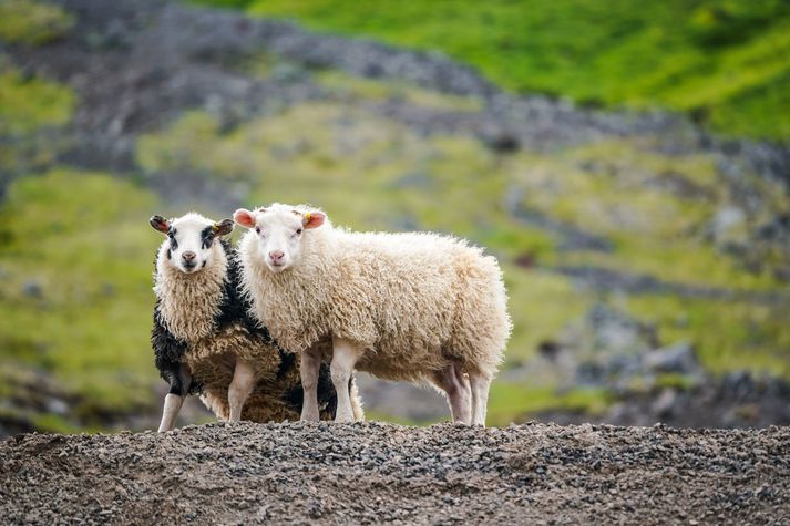 Ull unnin úr feldi kindanna hefur reynst mörgum Íslendingnum vel í gegnum árin.