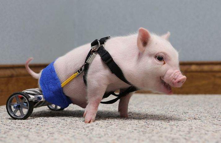 Chris P. Bacon er sprækur í hjólastólnum sínum.