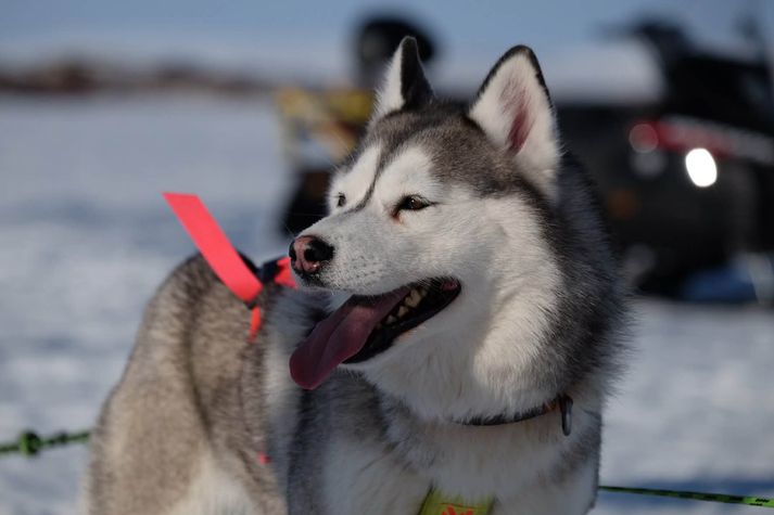 Sleðahundur sem tekur þátt í keppninni á Vetrarhátíð við Mývatn.