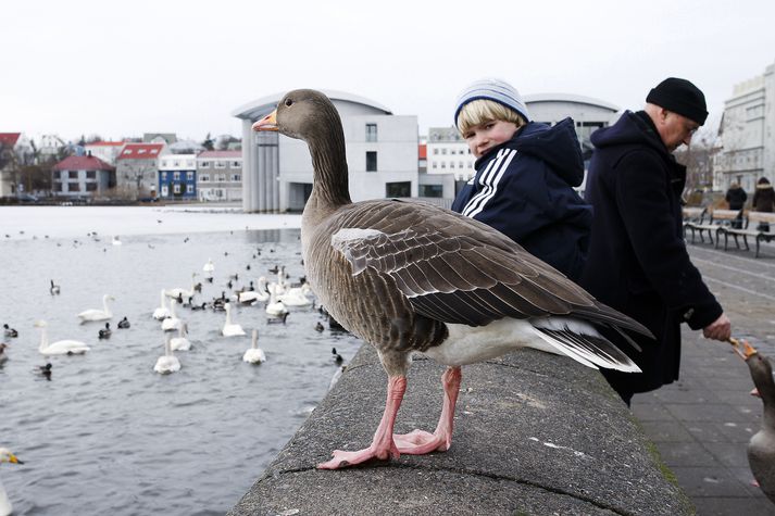 Það er vinsælt að gefa öndunum við Reykjavíkurtjörn brauð. Yfir sumartímann getur það þó verið mjög hættulegt fyrir andarunga.