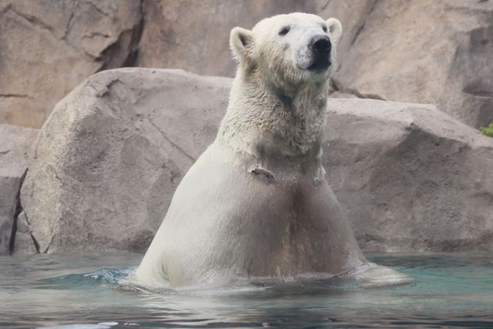 Birnan vildi ekki sinna húninum litla. Mynd/ afp.