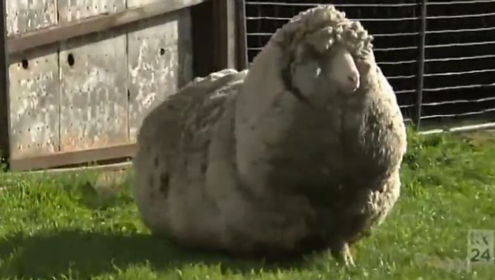 Hrúturinn Shaun er mögulega ullarmesta kind heims.
