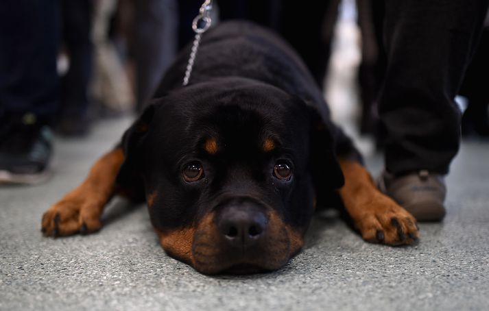 Charlie, sem skaut eiganda sinn, er Rottweiler-blendingur. Myndin tengist efni fréttarinnar ekki beint.