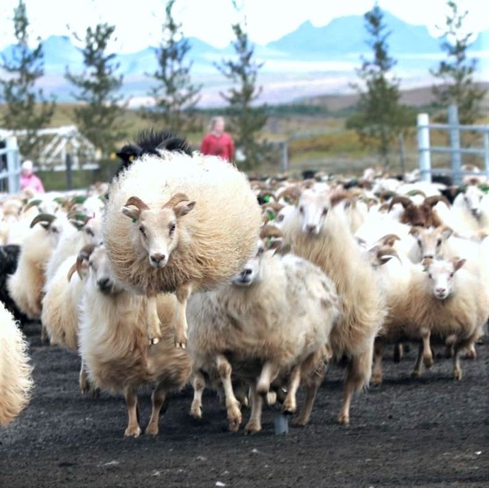 Sauðfé hefur ekki fækkað í Biskupstungum í Bláskógabyggð en í Tungnaréttum voru um fimm þúsund fjár. Hér er „fljúgandi“ lamb að koma inn í almenninginn.