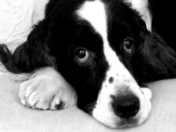 Hundurinn á myndinni tengist efni fréttarinnar ekki beint.