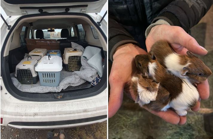 Sjálfboðaliðar hjá Dýrahjálp fjölmenntu á þremur bílum með fleiri búr og sóttu naggrísina. Í ljós kom að þeir voru 32 talsins og höfðu dvalið í óupphituðu húsi.