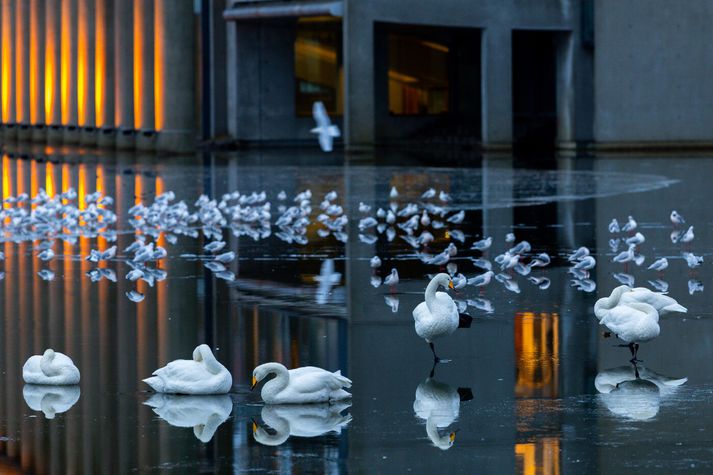 Reikna má með vægu frosti í dag.