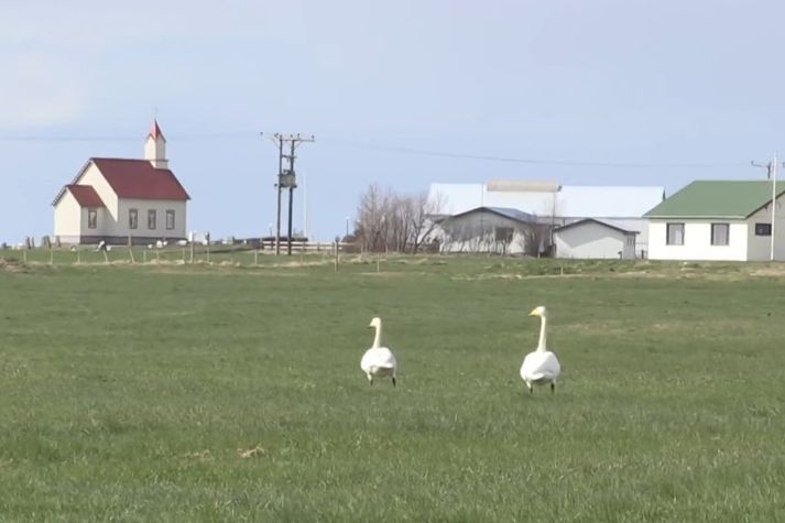 Fomaður Bændasamtakanna segist aldrei hafa séð eins mikla álftamergð á túnum Suðurlands eins og í vor.