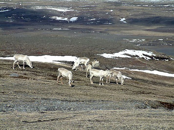 Skotvísmenn segja flest benda til þess að hreindýr geti dafnað á Vestfjörðum eins vel og fyrir austan. mynd/magnús stefánsson