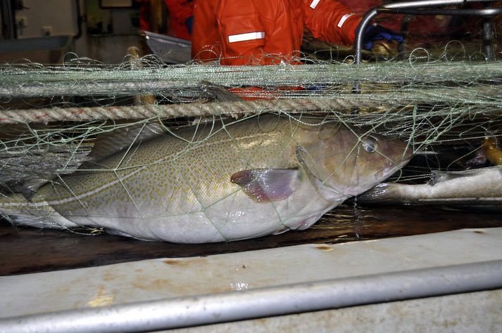 Niðurstöðurnar lofa góðu um aflaaukningu næsta fiskveiðiár.