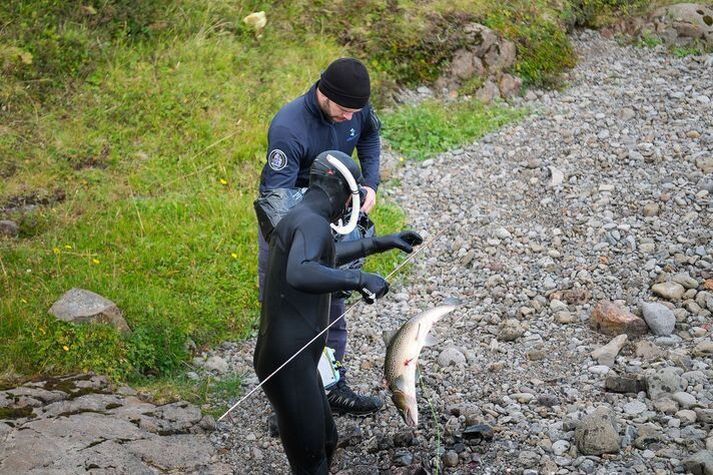 Kafarar með grunsamlegan fisk úr Haukadalsá.