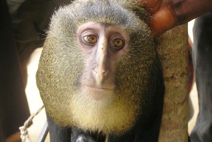 Lesula.