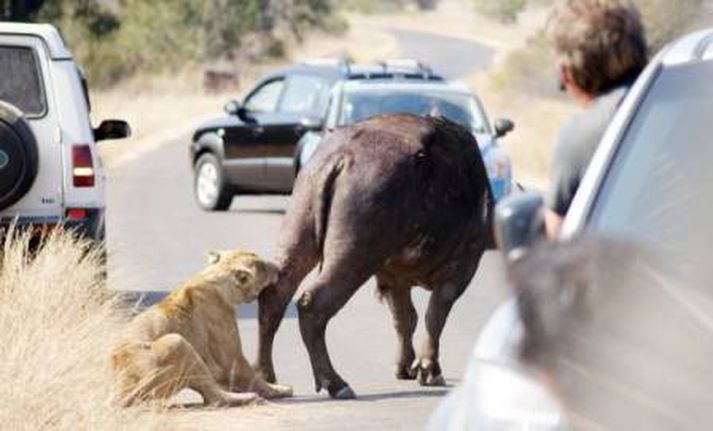 Það var barist upp á líf og dauða.