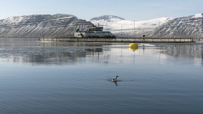 Arnarlax var sektað um 120 milljónir króna fyrir að hafa brotið gegn skyldum um að tilkynna um strok á fiski og beita sér fyrir veiðum á strokfiski.