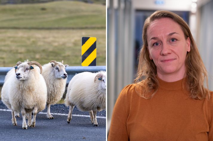 Hrönn Jörundsdóttir er forstjóri Matvælastofnunar.