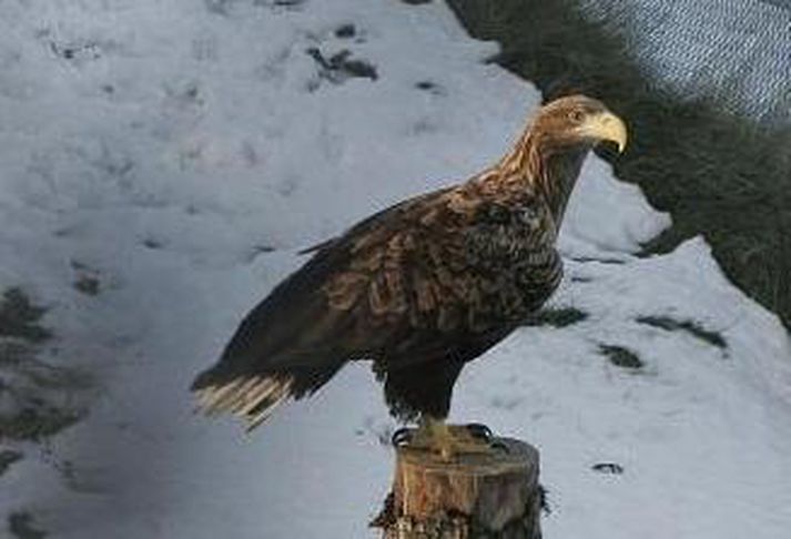 Örninn Sigurörn í búri sínu í Fjölskyldu- og húsdýragarðinum. Hann verður væntanlega feginn að geta á ný flogið fugla hæst í forsal vinda.