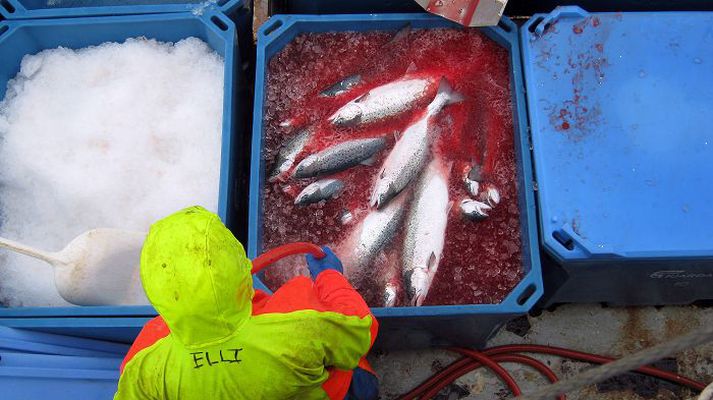 Erfiðasti ljár í þúfu fiskeldisfyrirtækja er stjórnvöld, segir framkvæmdastjóri Fjarðarlax.