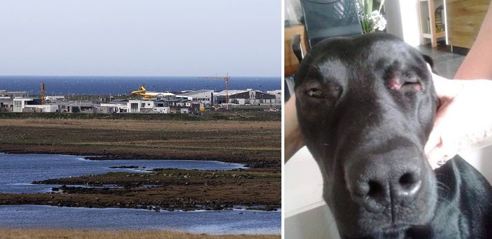 Monsi er slasaður og vankaður eftir árásina sem átti sér stað á Álftanesi.