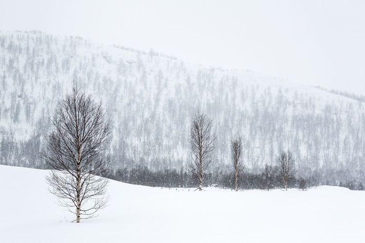 Flóðið féll í fjallinu Steinfjellet í Norður-Noregi. Myndin er úr safni og tengist fréttinni ekki beint.