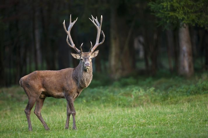 Atvik sem þessi eru verulega sjaldgæf. Árið 2016 réðst hjartardýr á annan veiðimann í Arkansas og særði hann á fæti en hann lifði af.