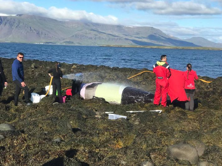 Óvenju mikið hefur verið um það að undanförnu að djúpsjávarhvalir ýmist reki hér á land eða strandi líkt og þessi andarnefja sem strandaði í Engey fyrir skömmu.